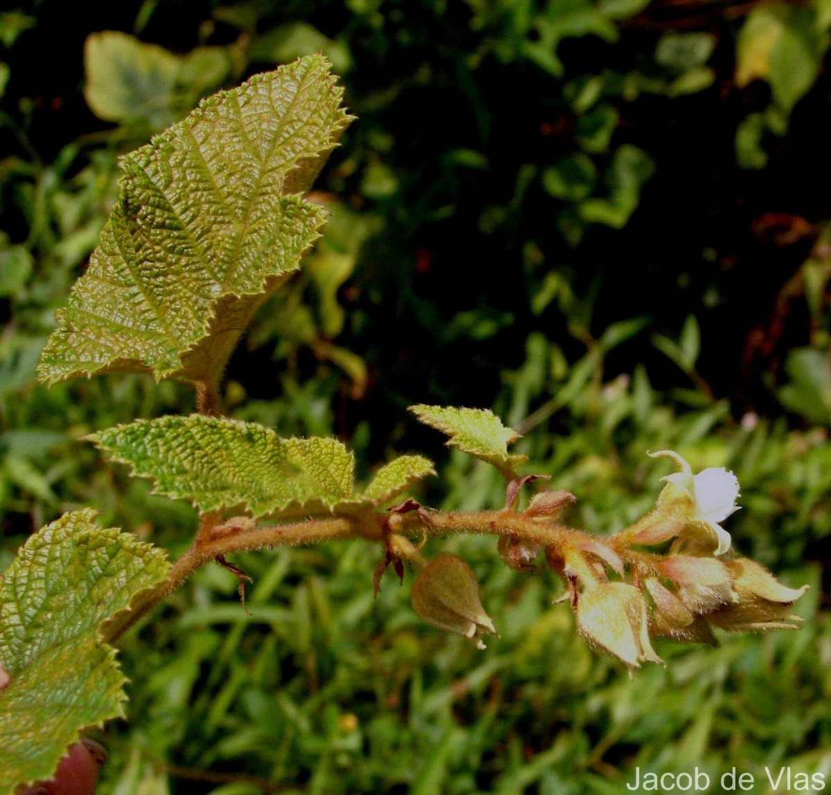 Rubus indicus Thunb.